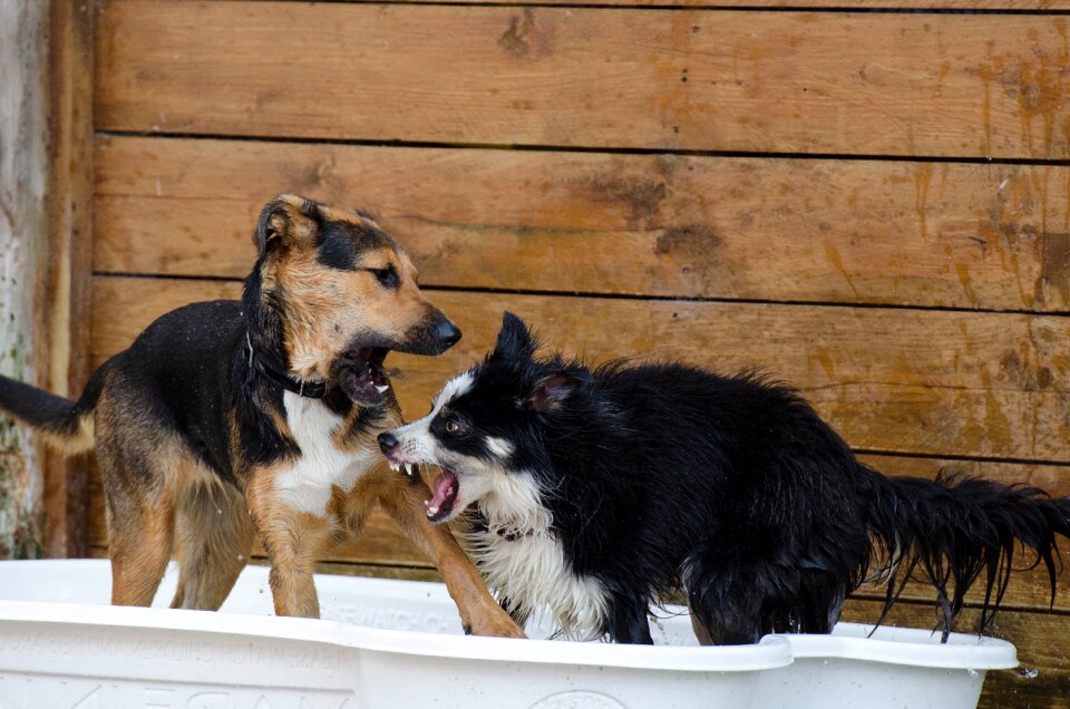 Raging dogs playful great