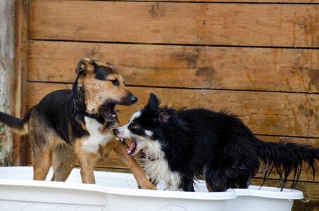 Raging dogs playful great