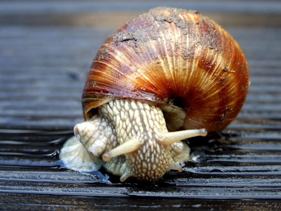Crawl nature animal