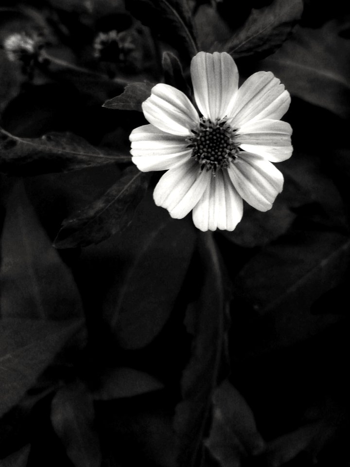 Wild flower 2