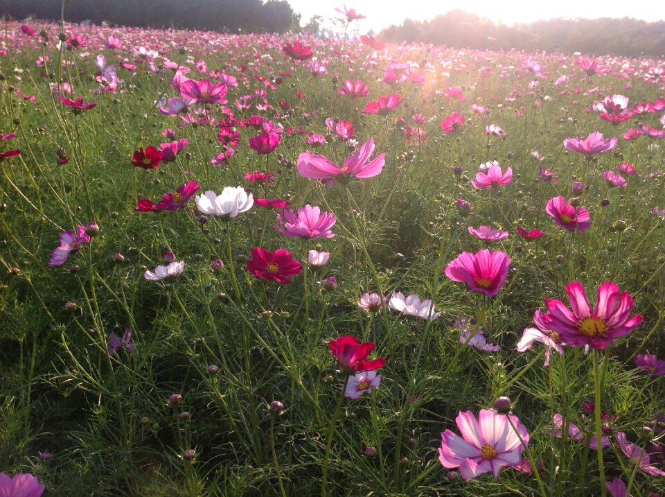 Cosmos field flowers flower garden