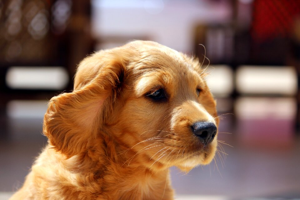 Pet puppy portrait