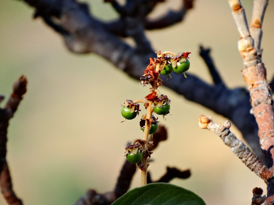 Fruit of murici tree foot of murici