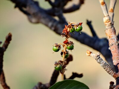Fruit of murici tree foot of murici