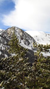 Snow pyrenees pine photo