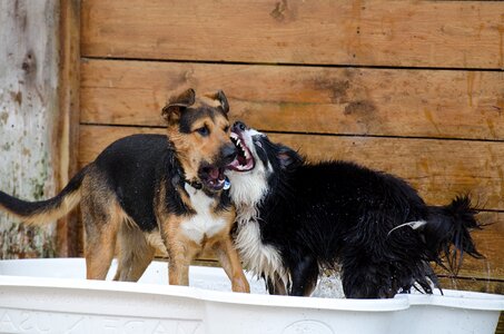 Raging dogs playful great