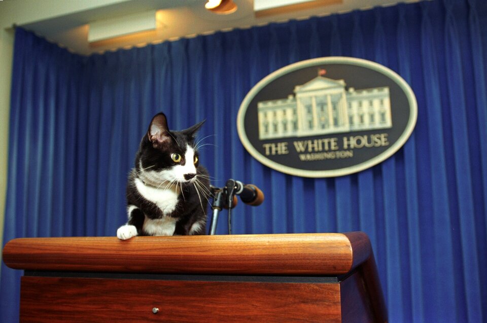 Clinton family feline podium