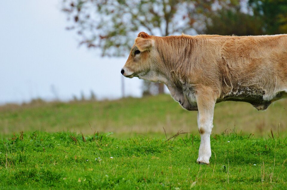 Ruminant dairy cattle pasture