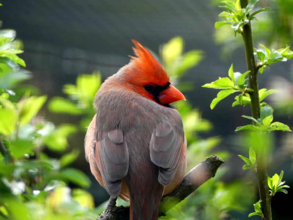 rode kardinaal Pairi daiza