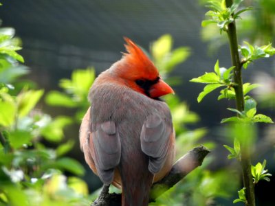 rode kardinaal Pairi daiza photo