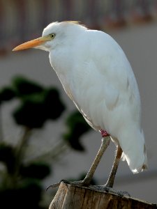 antwerpen-koereiger