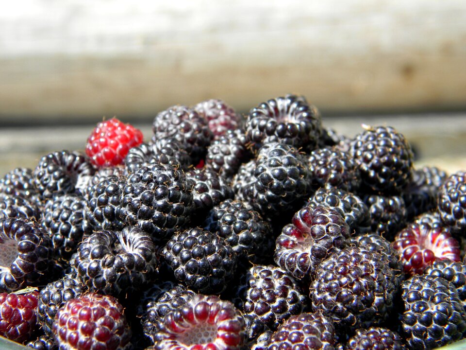 Berry black berries harvest
