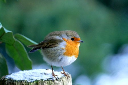 Roodborst