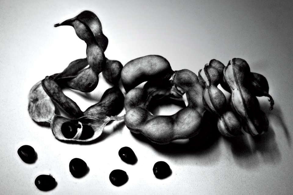 Pithecellobium dulce beans - BW
