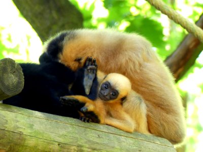 jongen gibbon in Apenheul