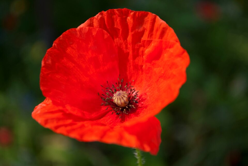 Poppy flower red