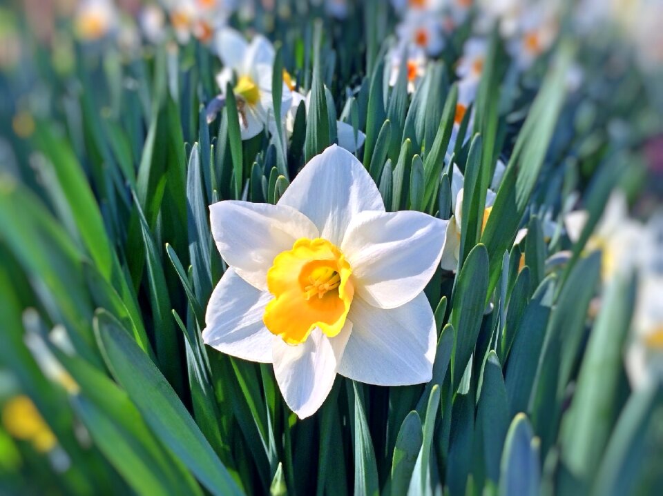 Yellow garden bloom
