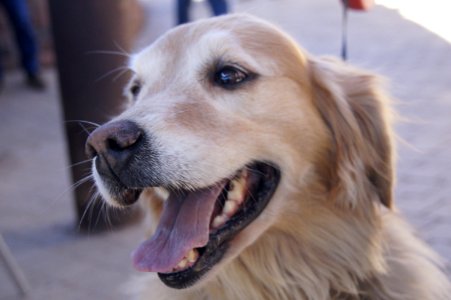 Happy Lab Desert Bar, Parker