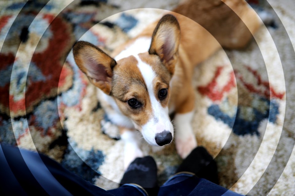 Treat + Training Time