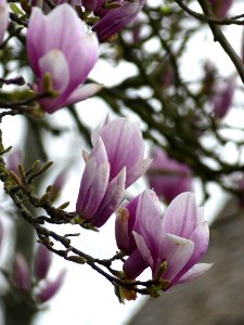 Magnolia Rumpt