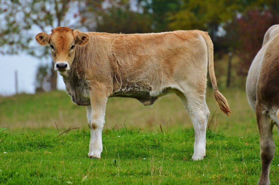 Ruminant dairy cattle pasture