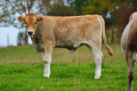 Ruminant dairy cattle pasture