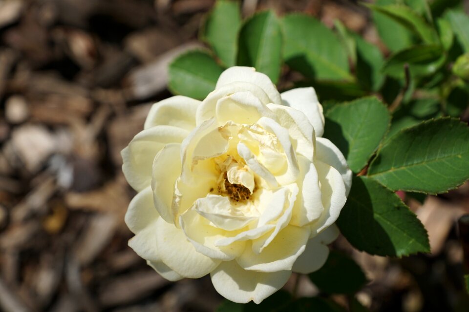 Plant spring fragrance