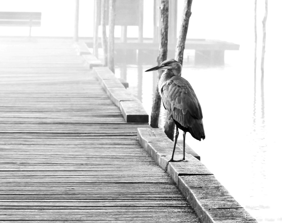 Le Héron cendré (Ardea cinerea)