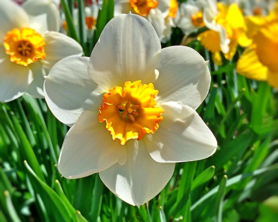 Yellow garden bloom photo