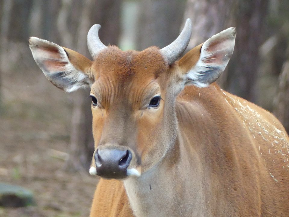 ik woon in de Beekse bergen