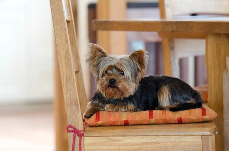 Yorkshire terrier cute dog