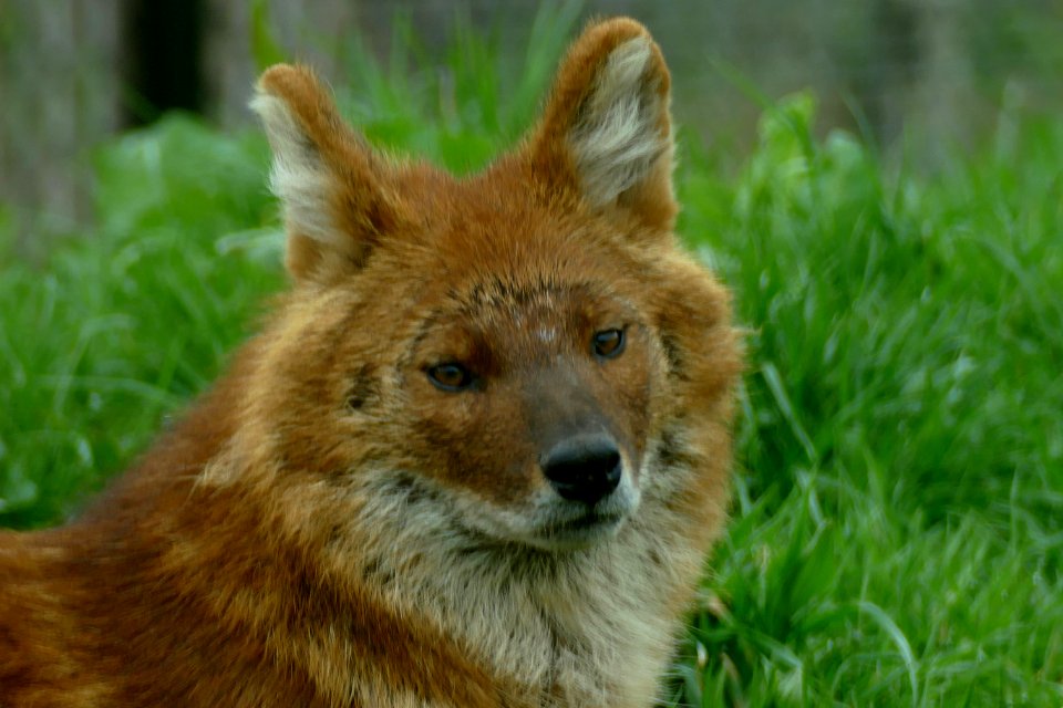 Rode hond Zie-Zoo volkel
