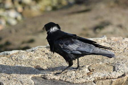 Wild animal ornithology photo