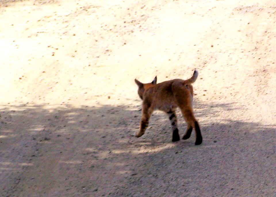 Bobcat Close-Up