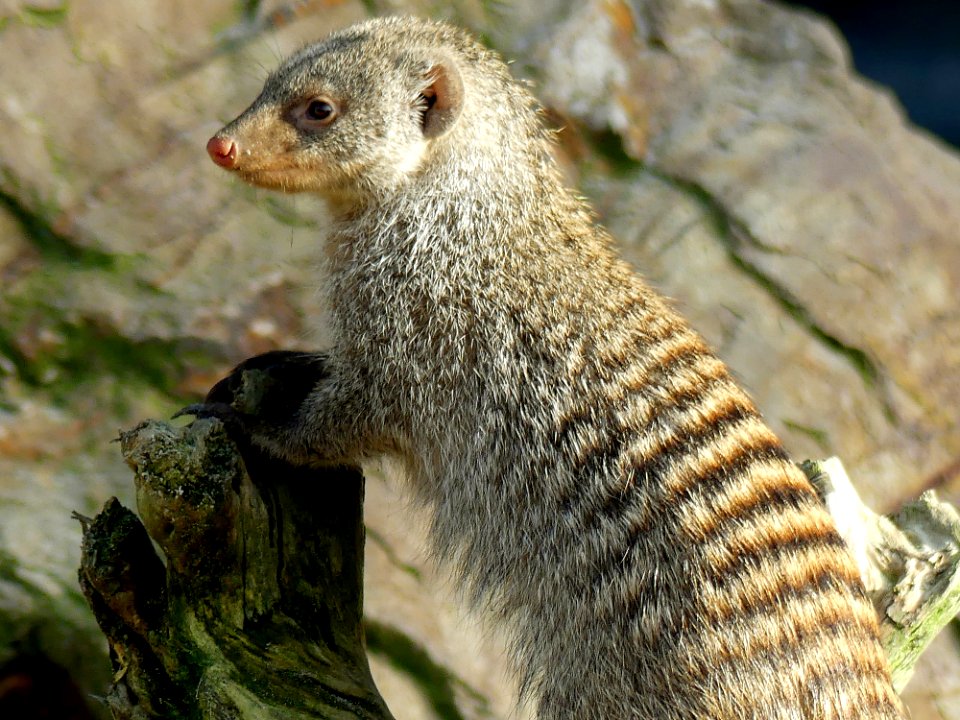 mangoeste beekse bergen photo