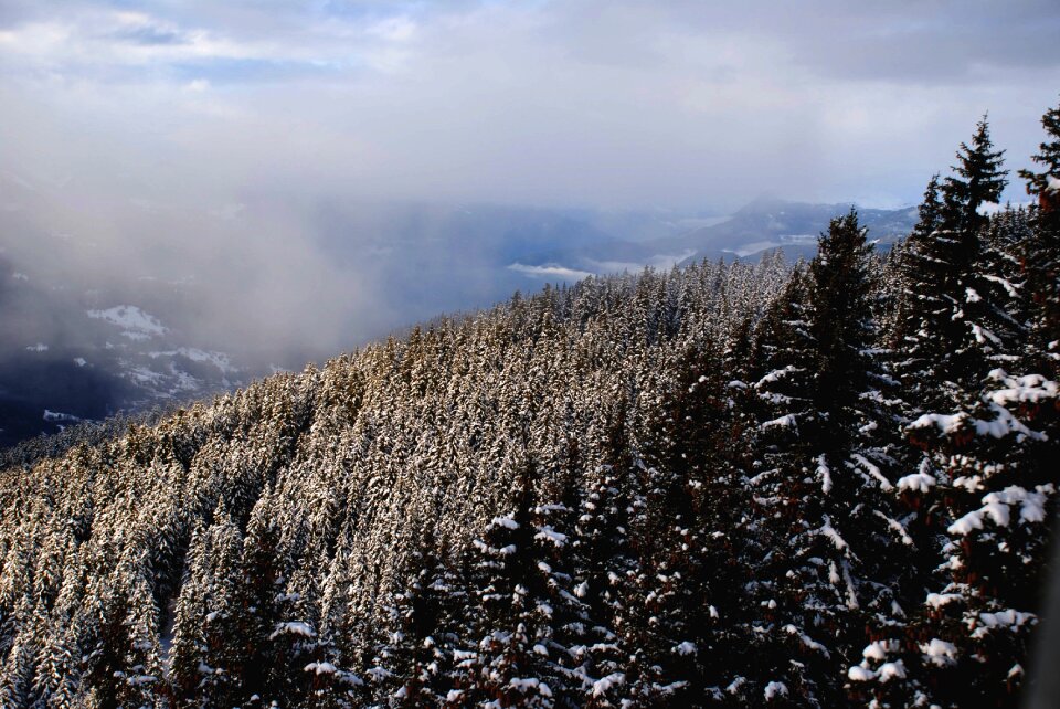 Trees peaks fog