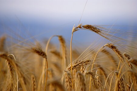 Summer cornfield cereals photo