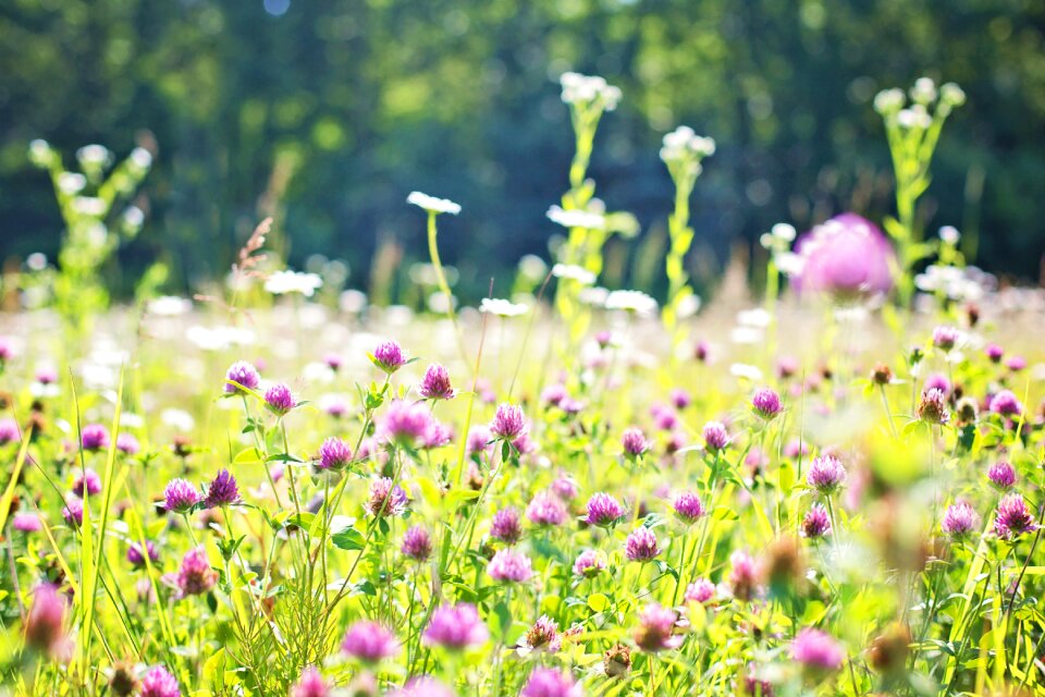 Nature field summer
