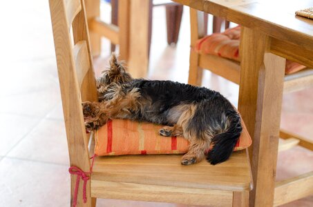 Sleeping dog small dog purebred dog photo