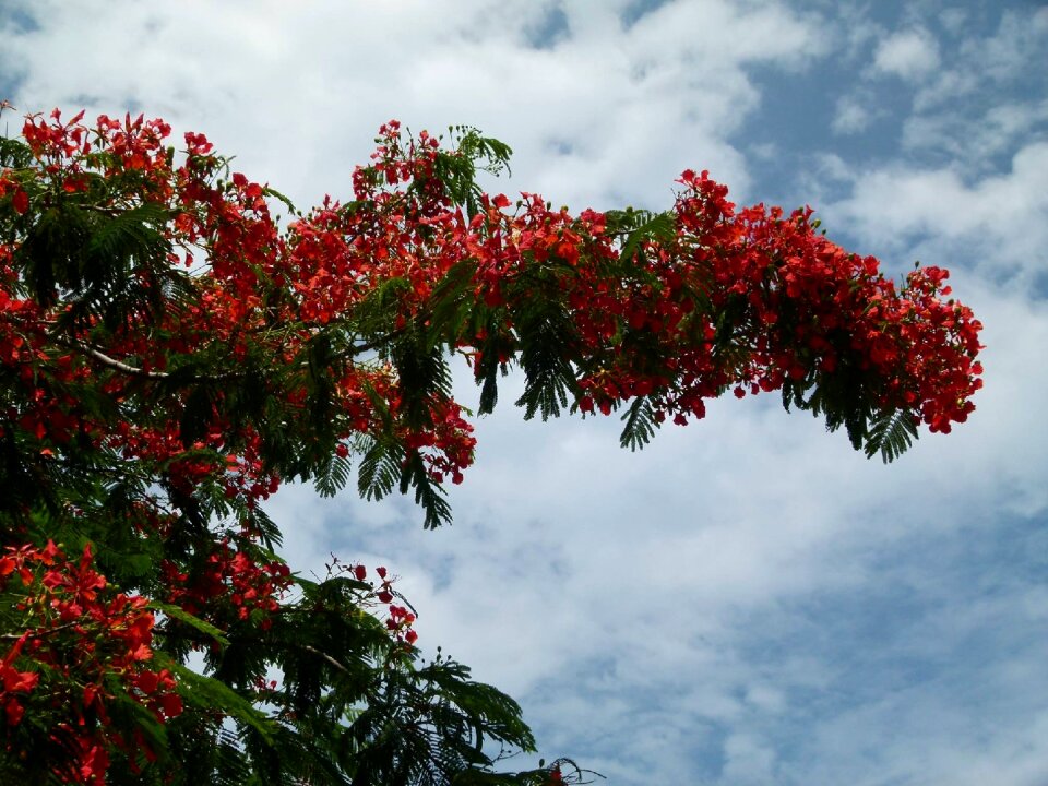 Blossom nature tropical