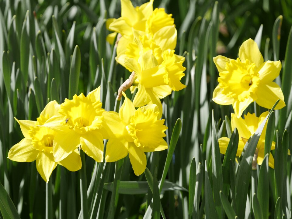 Yellow spring flower nature