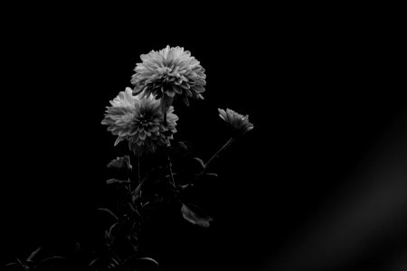 Chrysanthemum photo