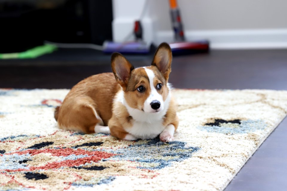 Treat + Training Time
