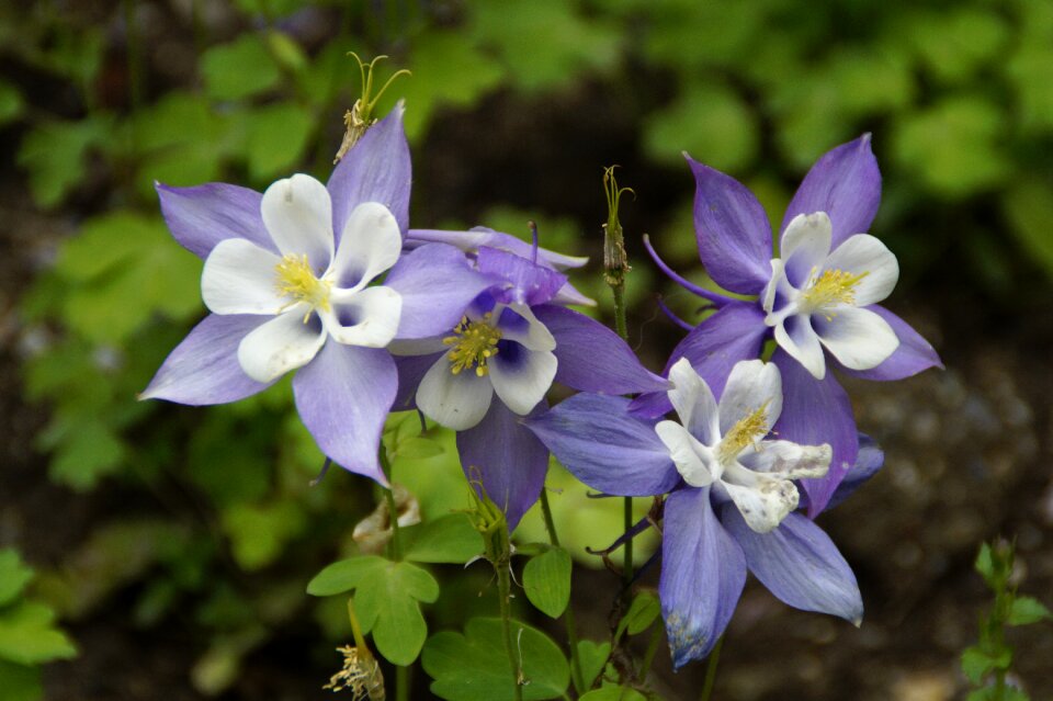 Bloom bi color bloom