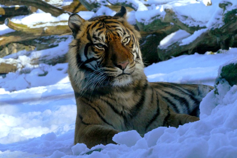 Sumatrijnse Tijger