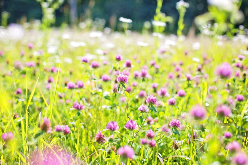 Nature field summer