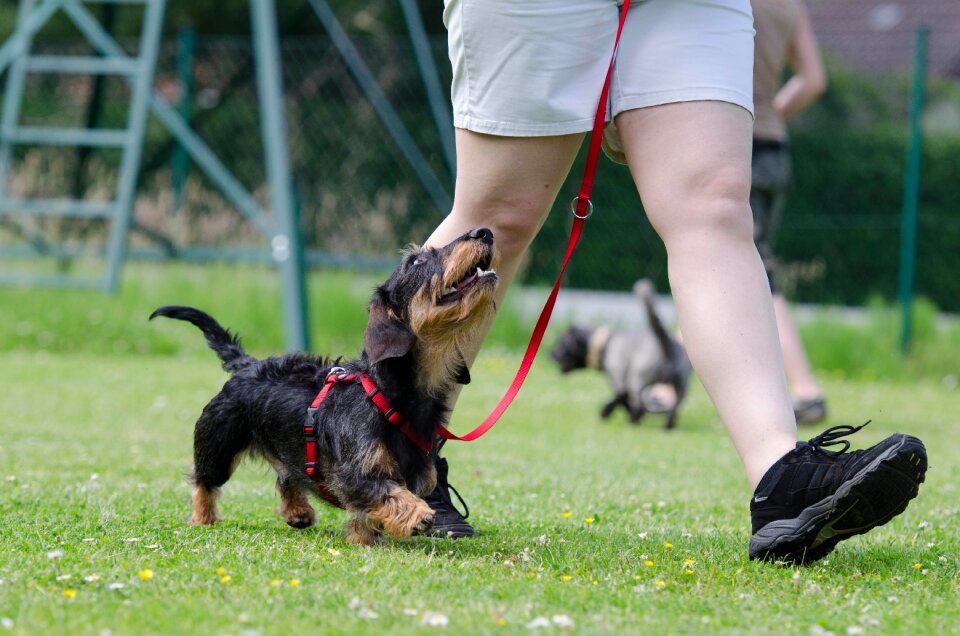 Obedience training rauhaardackel