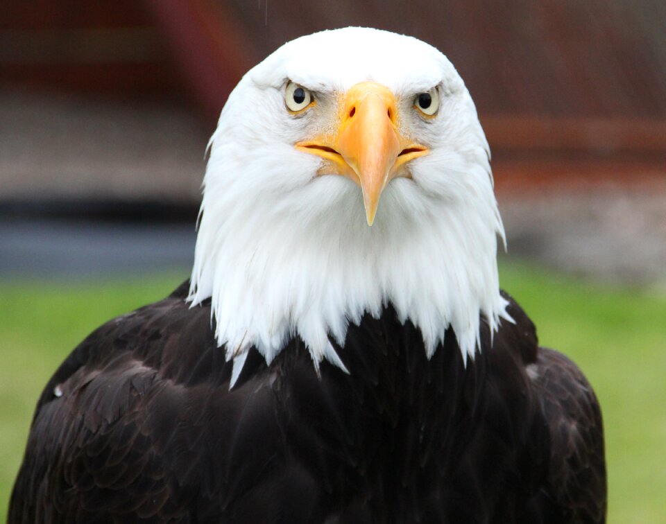Raptor haliaeetus leucocephalus sadek