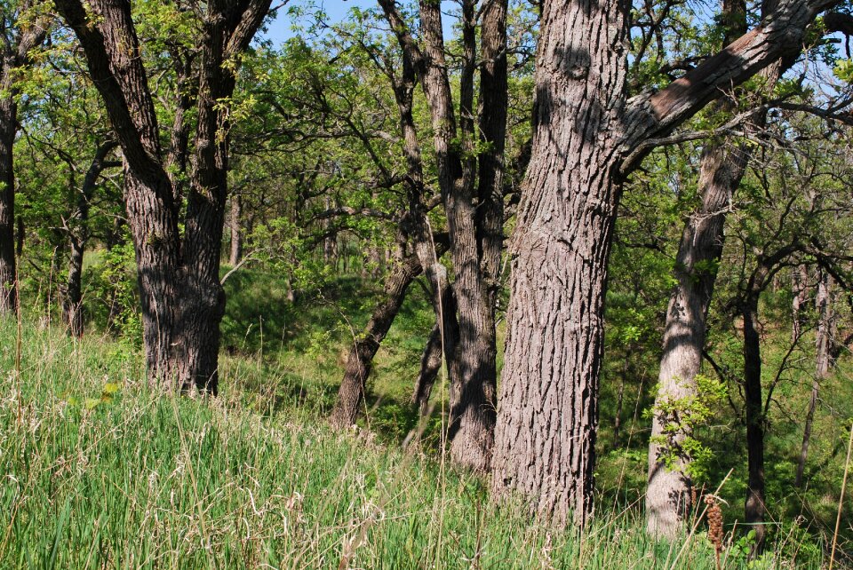 Tree landscape nature