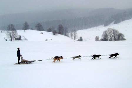 Winter snow dogs